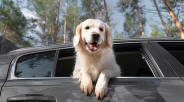 Accessories For Dogs in Cars