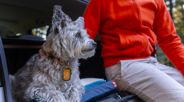 Why a Portable Dog Bed Rules