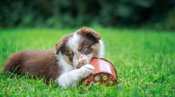 Top 10 Tactics to End Your Dog's Destructive Chewing Habits