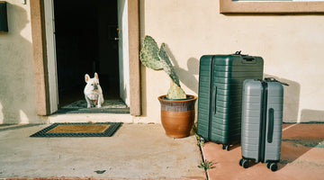 10 Must-Have Dog Travel Accessories