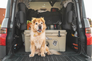 The Top Five Must-Have Dog Car Accessories