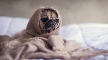 A pug wrapped up in a blanket