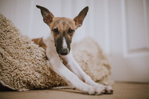 Does a Chew-Proof Dog Bed Exist?