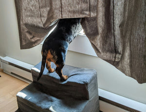 How to Clean Your Dog's Anal Glands at Home