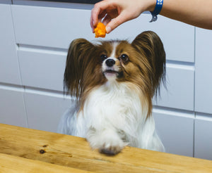 Superfoods to Feed Your Dog - Puppies and Seniors Included