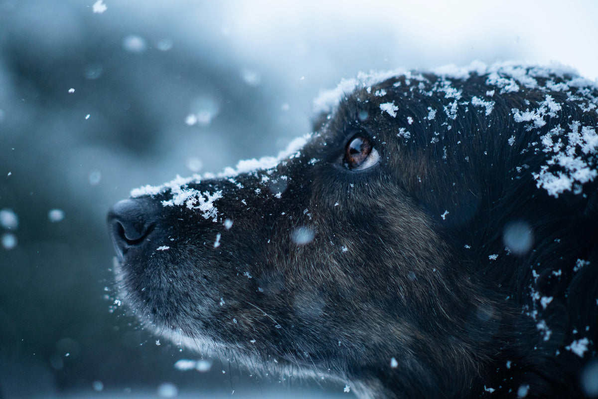 Curated visual reference: Gallery Detail: Yes Dogs Can Get Hypothermia Too Here S How To