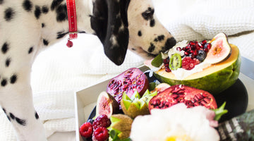 The Ultimate Guide to Getting Your Picky Dog to Eat - and Even Enjoy - His Food