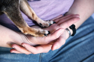 How I Trim My Dog's Nails Without Causing Him Fear or Pain