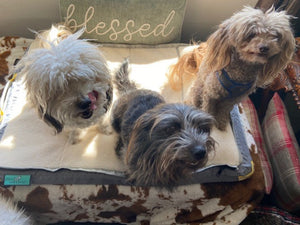 How to Make a Homemade Dog Bed
