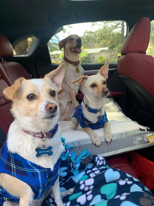 Two chihuahuas and a yellow lab in the back set of a sedan that has red leather seats. They are seated on a large grey RuffRest dog bed and heading out on a road trip and adventure