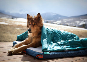 The Best Dog Bed for Camping, Bar None