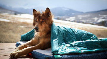 The Best Dog Bed for Camping, Bar None