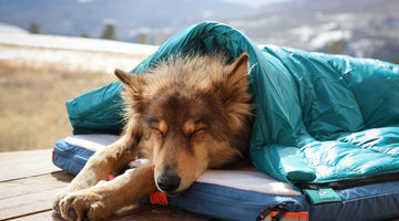 The Truth About Waterproof Dog Beds
