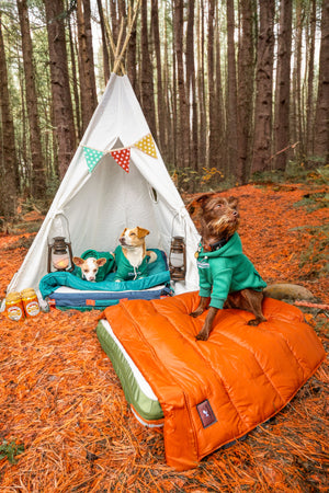 Why Your Dog's Travel Bed Needs to Smell Like Home