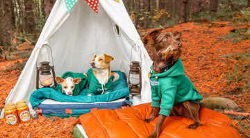 Why Your Dog's Travel Bed Needs to Smell Like Home