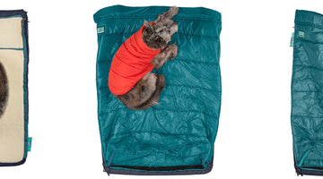 Finding the Best Dog Camping Bed