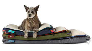 Yes, a Dog Suitcase Really Does Exist