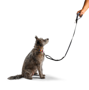 What's the Best Type of Leash for Your Dog?
