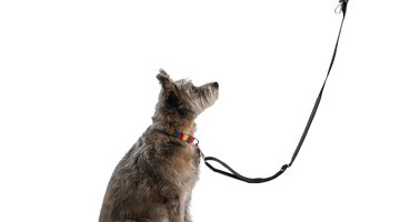 What's the Best Type of Leash for Your Dog?