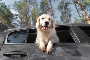 Accessories For Dogs in Cars