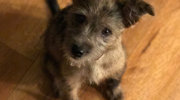 Scruffy grey puppy on a hardwood floor, staring up at us