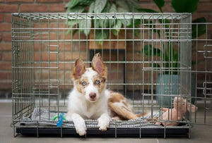 Why RuffRest is the Perfect Crate Dog Bed