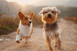 Should You Get Your Dog...a Dog?