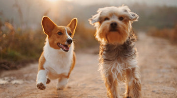 Should You Get Your Dog...a Dog?