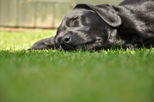 How to Make Your Dog's Coat Brilliantly Shine