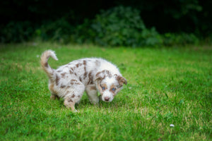 Housebreaking Your Puppy: A Battle Plan for the Brave