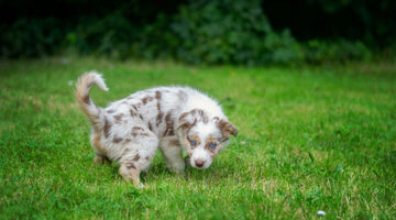 Housebreaking Your Puppy: A Battle Plan for the Brave