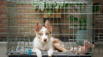 Crate Training Essentials for Your Dog