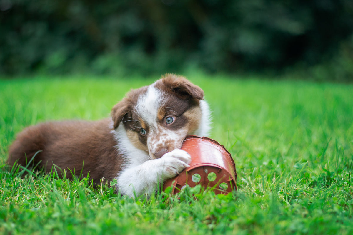 top-10-tactics-to-end-your-dog-s-destructive-chewing-habits-timberdog