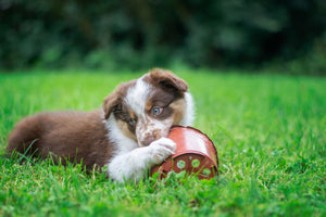 Top 10 Tactics to End Your Dog's Destructive Chewing Habits