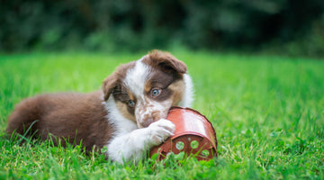 Top 10 Tactics to End Your Dog's Destructive Chewing Habits