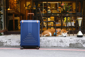 Essential Dog Travel Gear: A Must-Have Checklist