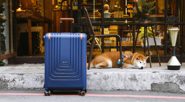 Essential Dog Travel Gear: A Must-Have Checklist