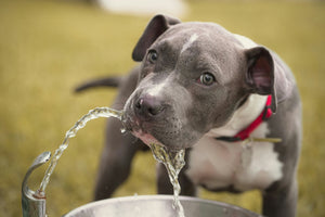 How Much Water Does Your Dog Need?