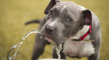 How Much Water Does Your Dog Need?