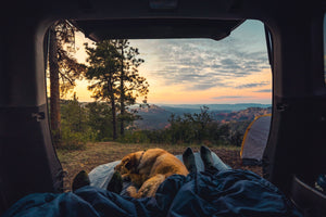 A Pain-Free Guide to Camping with Dogs