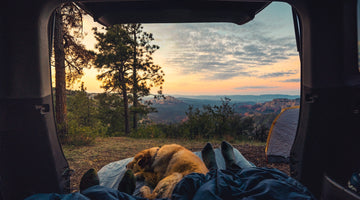 A Pain-Free Guide to Camping with Dogs