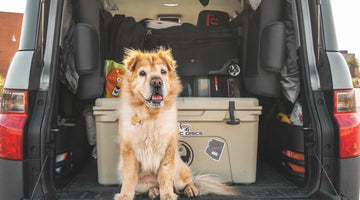 The Top Five Must-Have Dog Car Accessories
