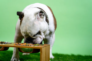 How Much Food Does Your Dog Really Need?