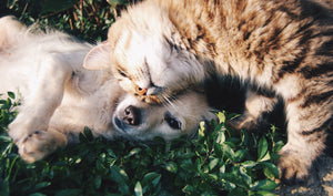 Introducing Dogs and Cats: A Step-By-Step Guide