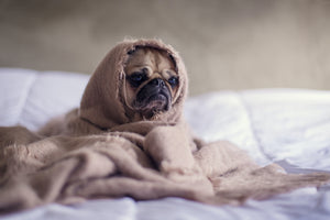 A pug wrapped up in a blanket