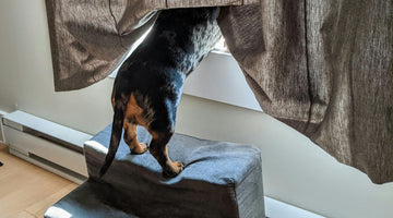 How to Clean Your Dog's Anal Glands at Home