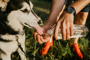 How to Tell if Your Dog is Dehydrated