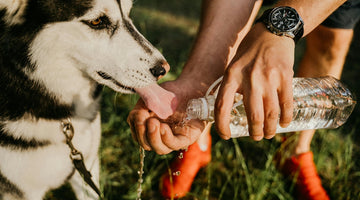 How to Tell if Your Dog is Dehydrated