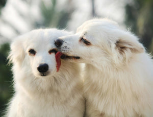 Stockpiling Emergency Items for Your Dog: Because They Can’t Pack for Themselves