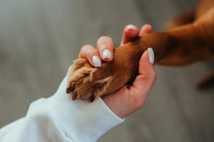 Does My Dog Really Love Me? Or Is It Just the Treats?